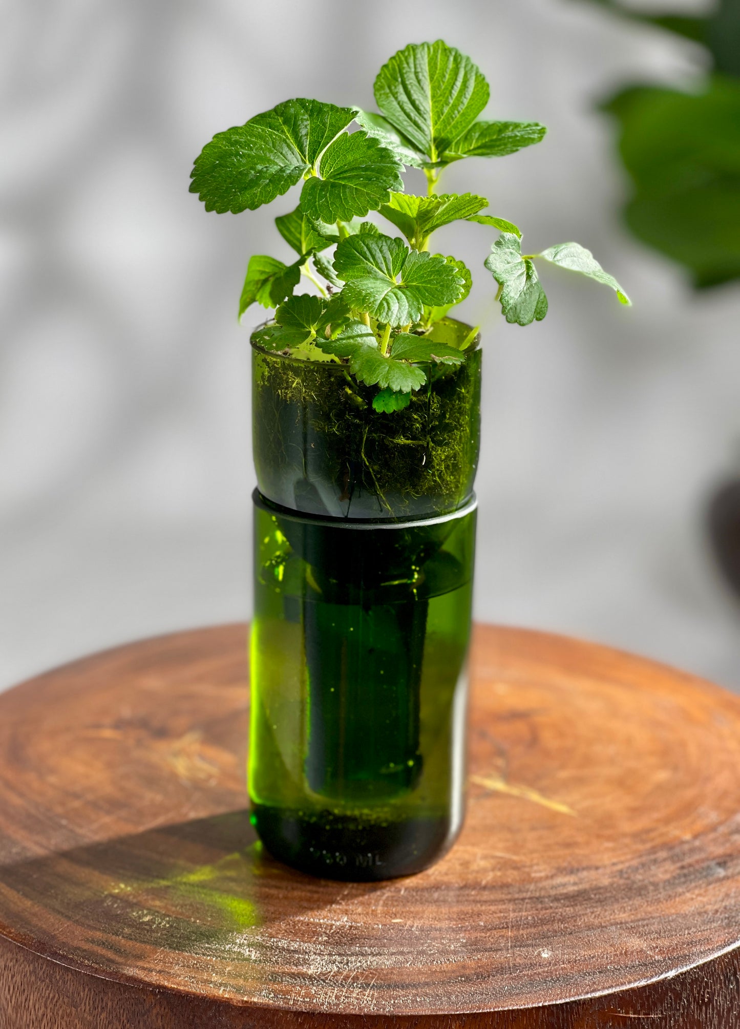 Propagation Vase