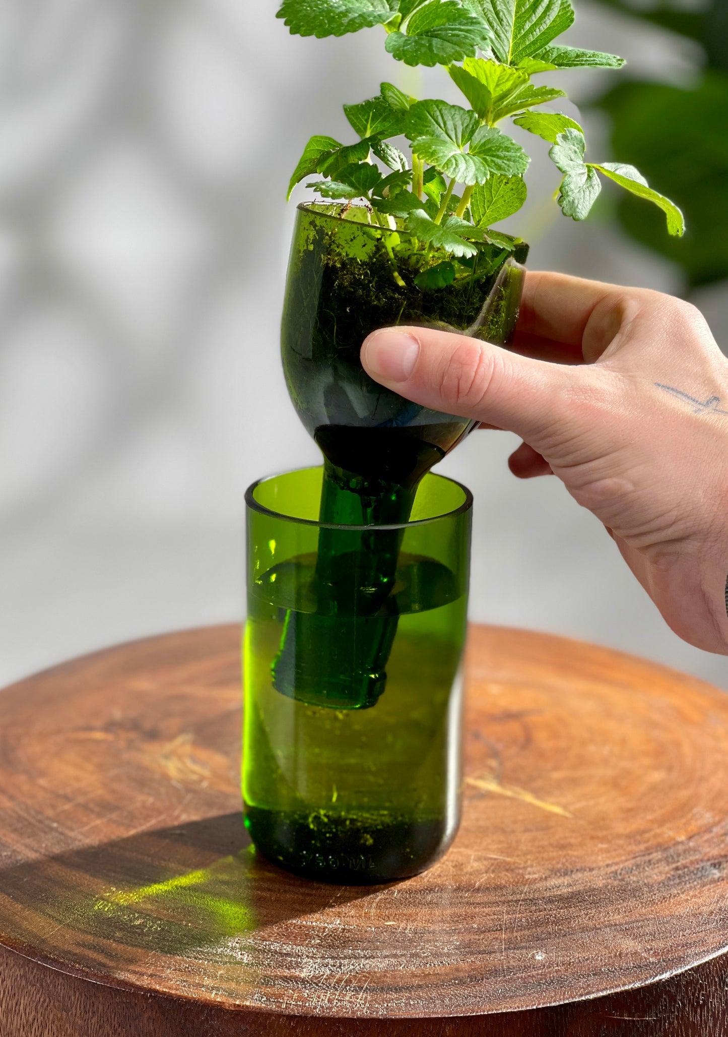 Propagation Vase