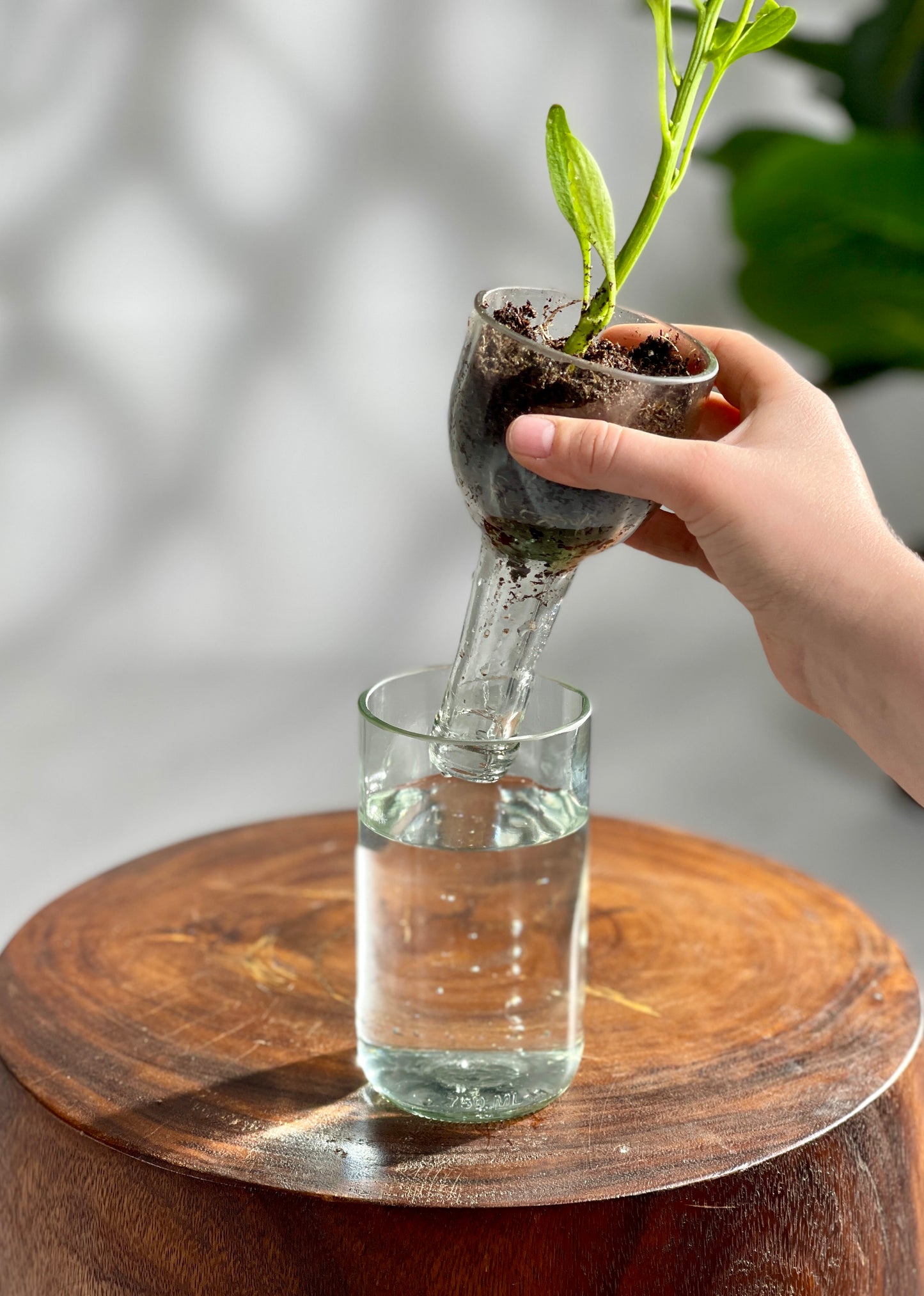 Propagation Vase