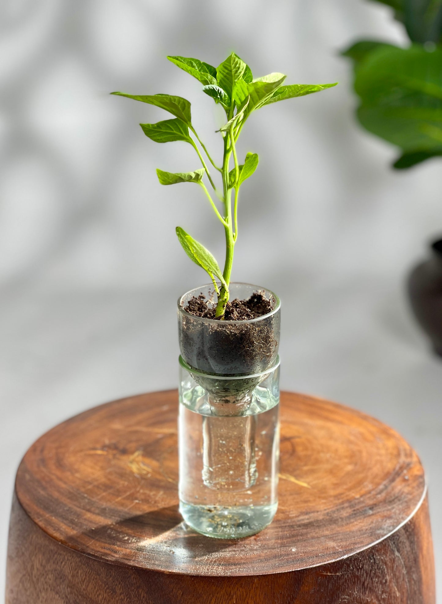 Propagation Vase