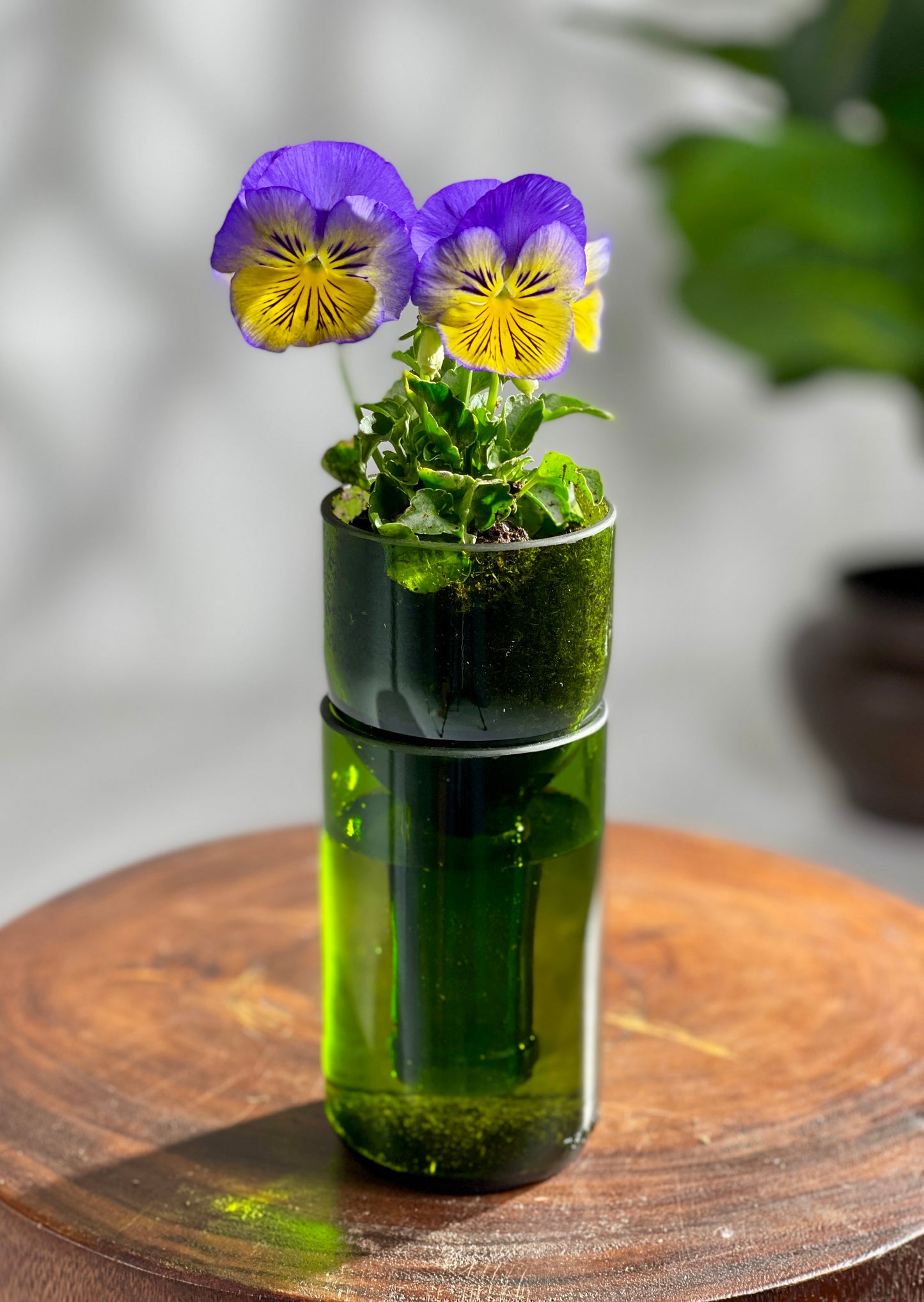 Propagation Vase