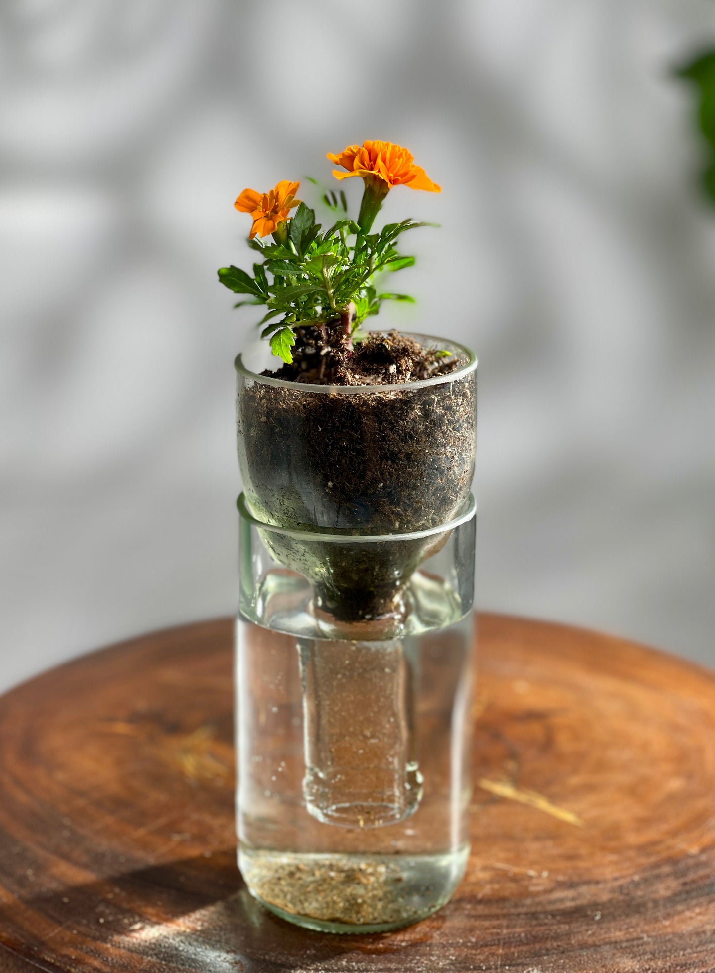 Propagation Vase